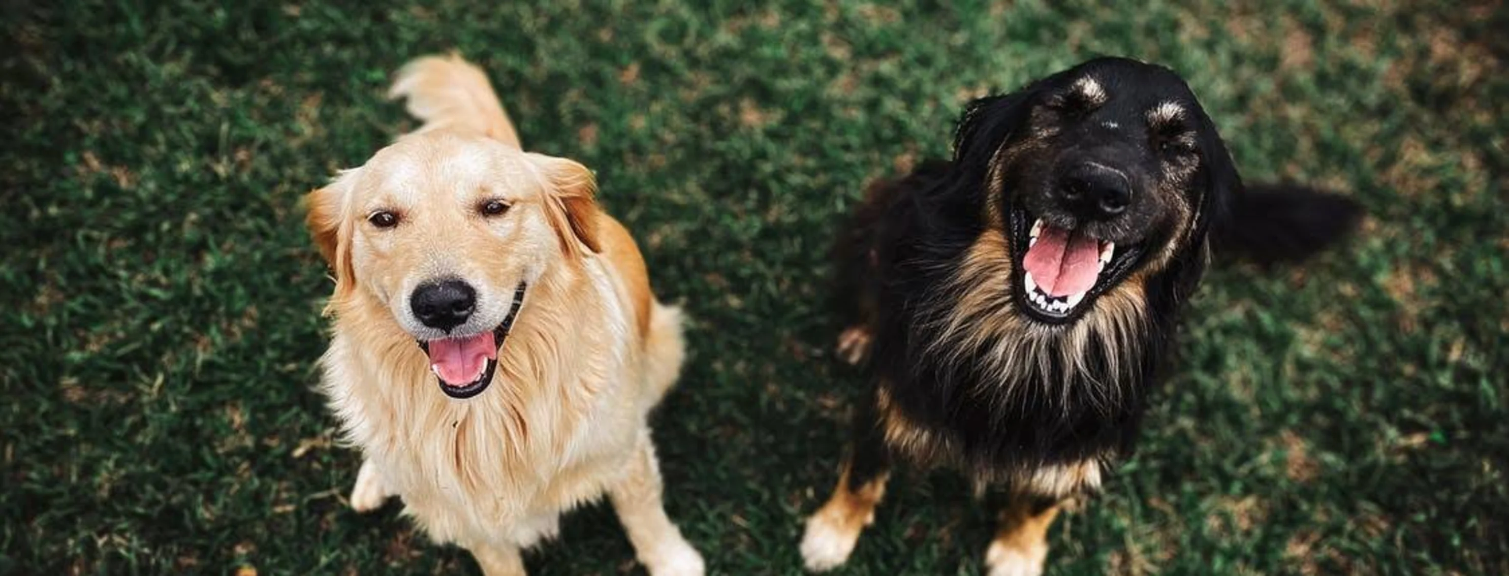 Two Dogs which one is a golden retriever and the other is shaggy black dog looking up at the camera smiling.